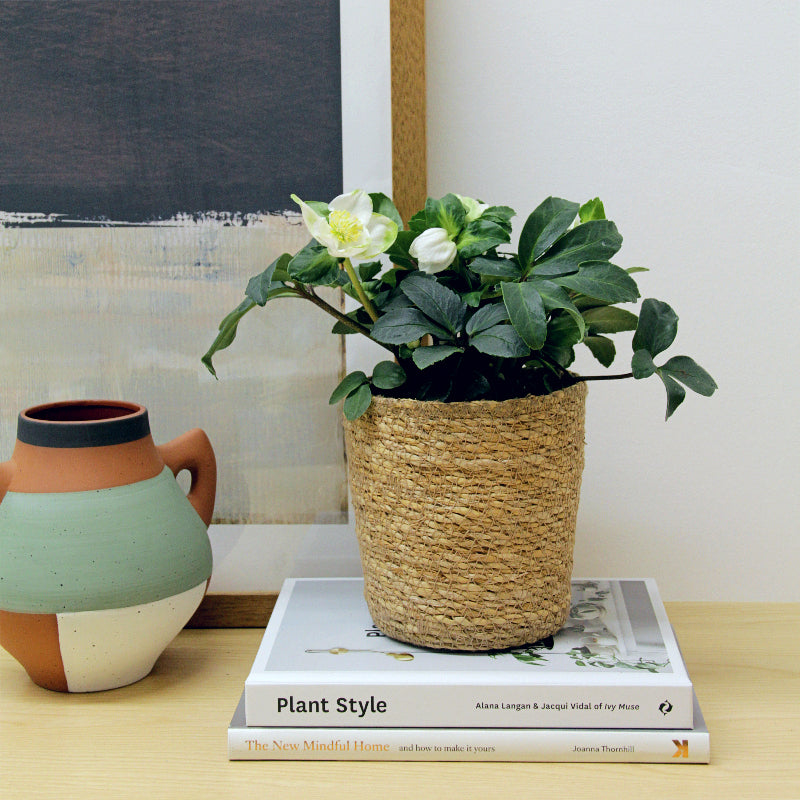 Helleborus Christmas Rose in 12cm Seagrass Basket HELLBORINBASKT-helleborus christmas rose plant-1 1