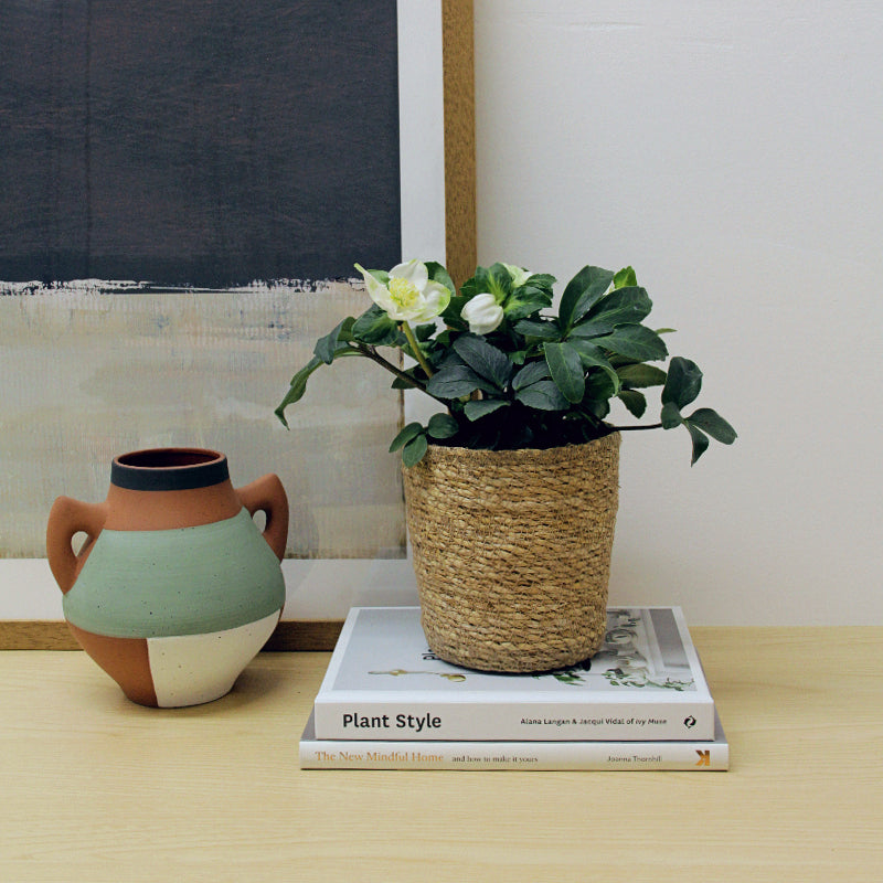 Helleborus Christmas Rose in 12cm Seagrass Basket HELLBORINBASKT-helleborus christmas rose plant-2 3