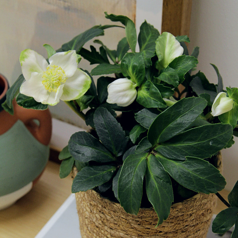 Helleborus Christmas Rose in 12cm Seagrass Basket HELLBORINBASKT-helleborus christmas rose plant-3 4