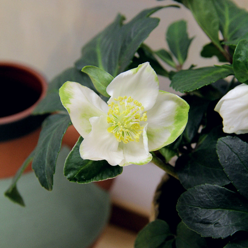 Helleborus Christmas Rose in 12cm Seagrass Basket HELLBORINBASKT-helleborus christmas rose plant-4 5