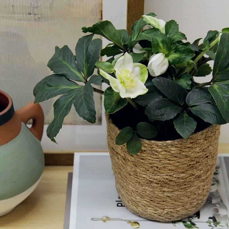 Helleborus Christmas Rose in 12cm Seagrass Basket HELLBORINBASKT-helleborus christmas rose plant-5 6