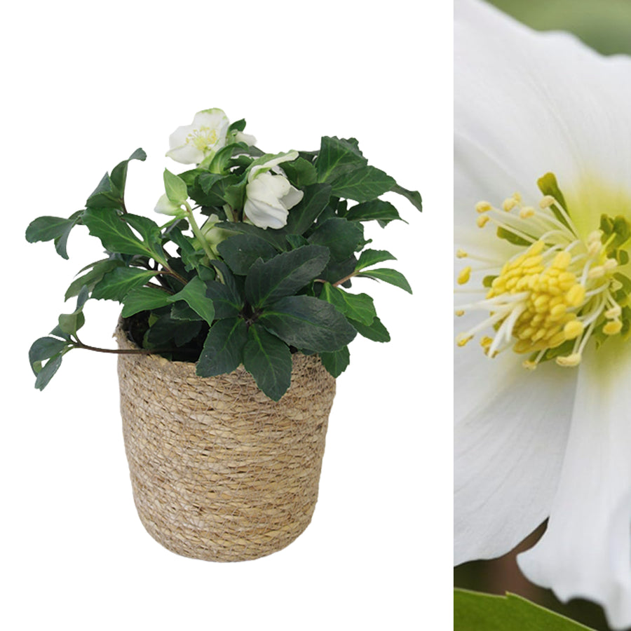 Helleborus Christmas Rose in 12cm Seagrass Basket HELLBORINBASKT-helleborus christmas rose plant-6 2