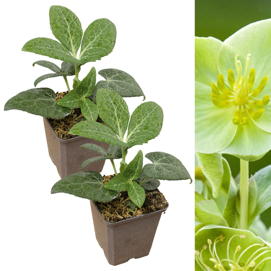 White Marble Helleborus HELLWHITMARBL-2-hellebore christmas rose outdoor plant 7