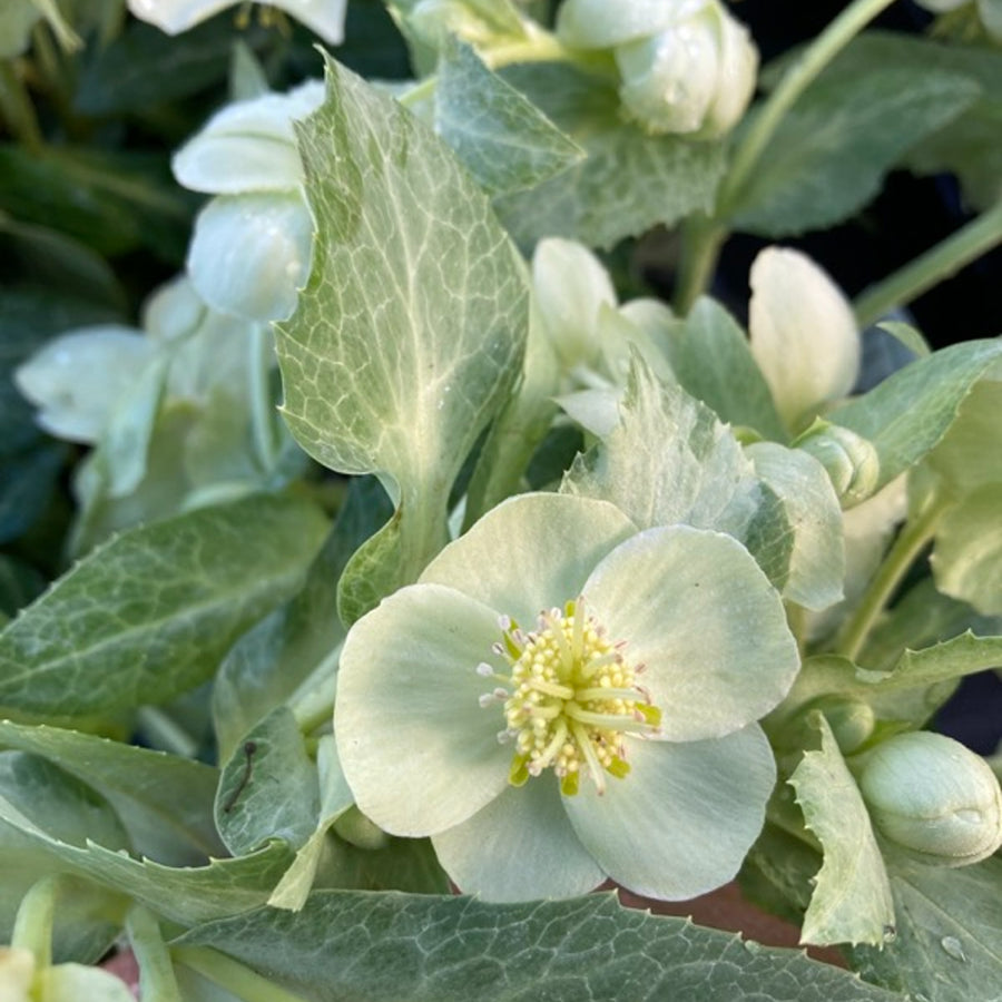 White Marble Helleborus HELLWHITMARBL-hellebore christmas rose outdoor plant-image1 1