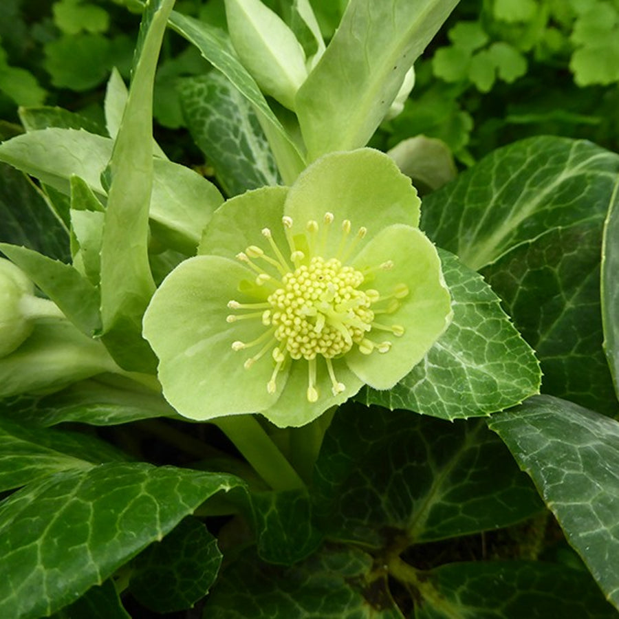 White Marble Helleborus HELLWHITMARBL-hellebore christmas rose outdoor plant-image2 3