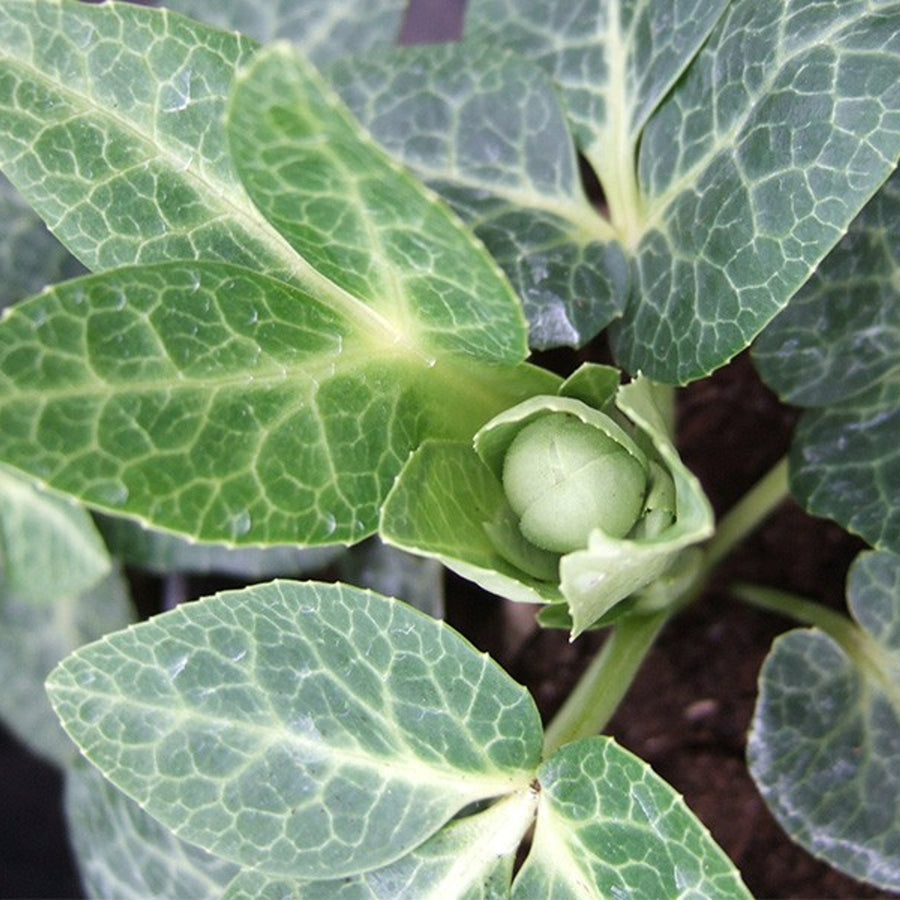 White Marble Helleborus HELLWHITMARBL-hellebore christmas rose outdoor plant-image3 4