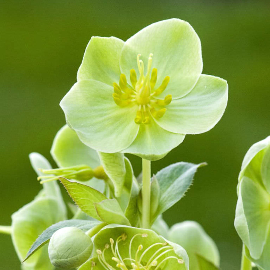 White Marble Helleborus HELLWHITMARBL-hellebore christmas rose outdoor plant-image4 5