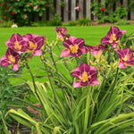 Hemerocallis Entrapment Bare Root  2