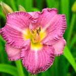 Hemerocallis Entrapment Bare Root  3
