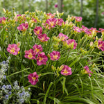 Hemerocallis Entrapment Bare Root  4