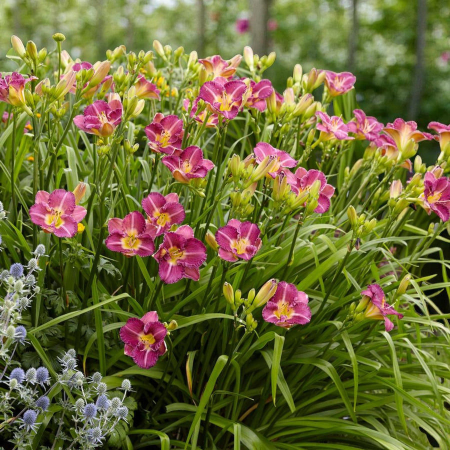 Hemerocallis Entrapment Bare Root  4