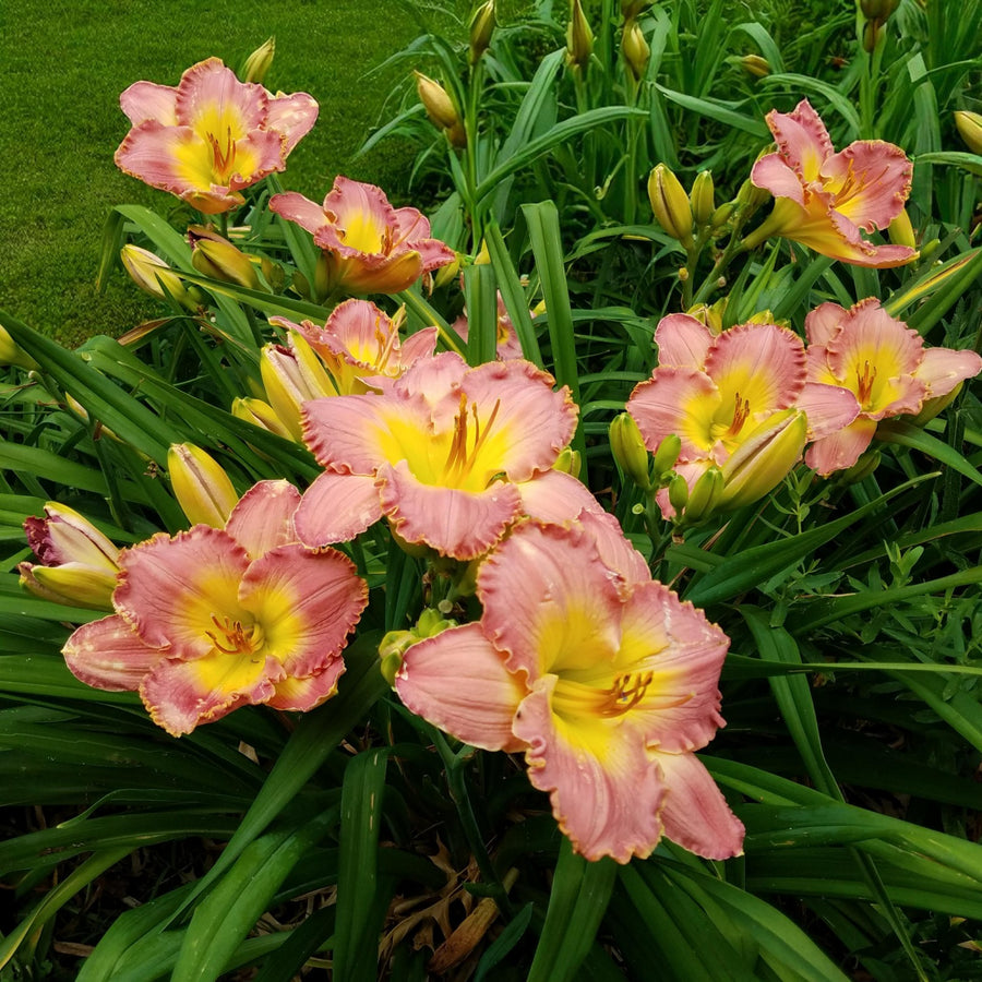 Hemerocallis Frosted Vintage Ruffles Bare Root  2