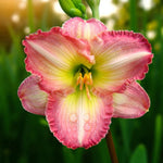 Hemerocallis Frosted Vintage Ruffles Bare Root  1