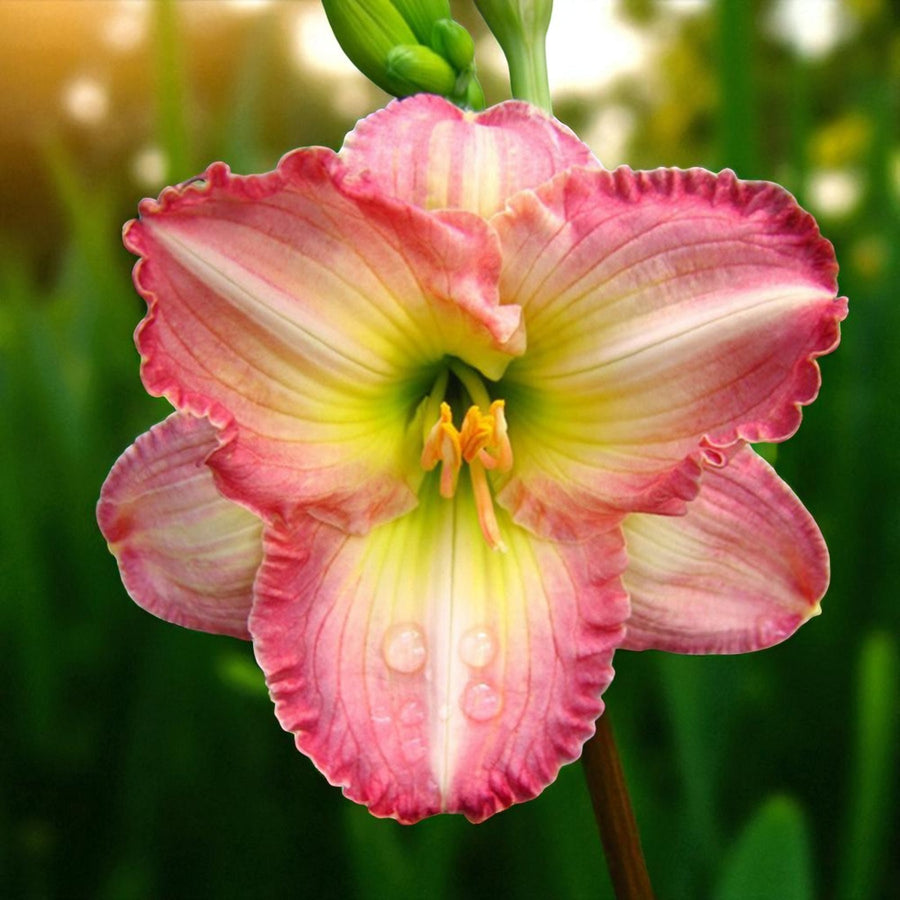 Hemerocallis Frosted Vintage Ruffles Bare Root  1