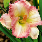 Hemerocallis Frosted Vintage Ruffles Bare Root  4