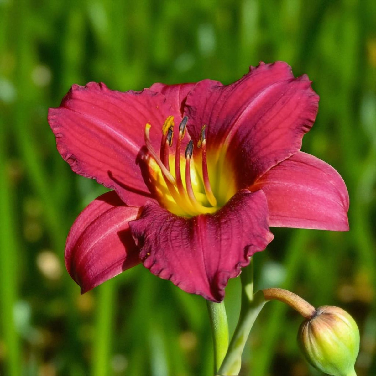 Hemerocallis Pardon Me Bare Root  2