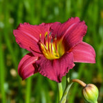 Hemerocallis Pardon Me Bare Root  2