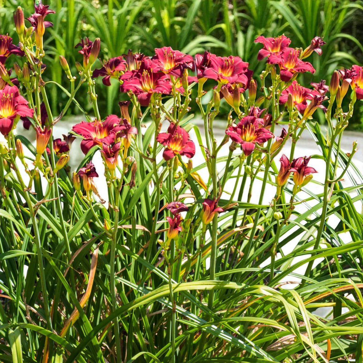 Hemerocallis Pardon Me Bare Root  3