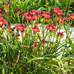 Hemerocallis Pardon Me Bare Root  3