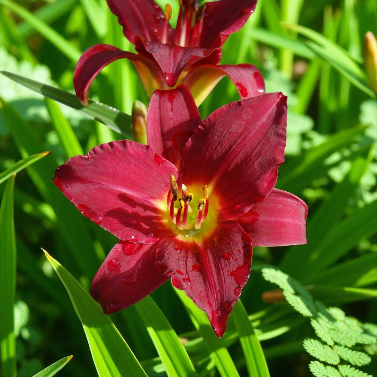 Hemerocallis Pardon Me Bare Root  4