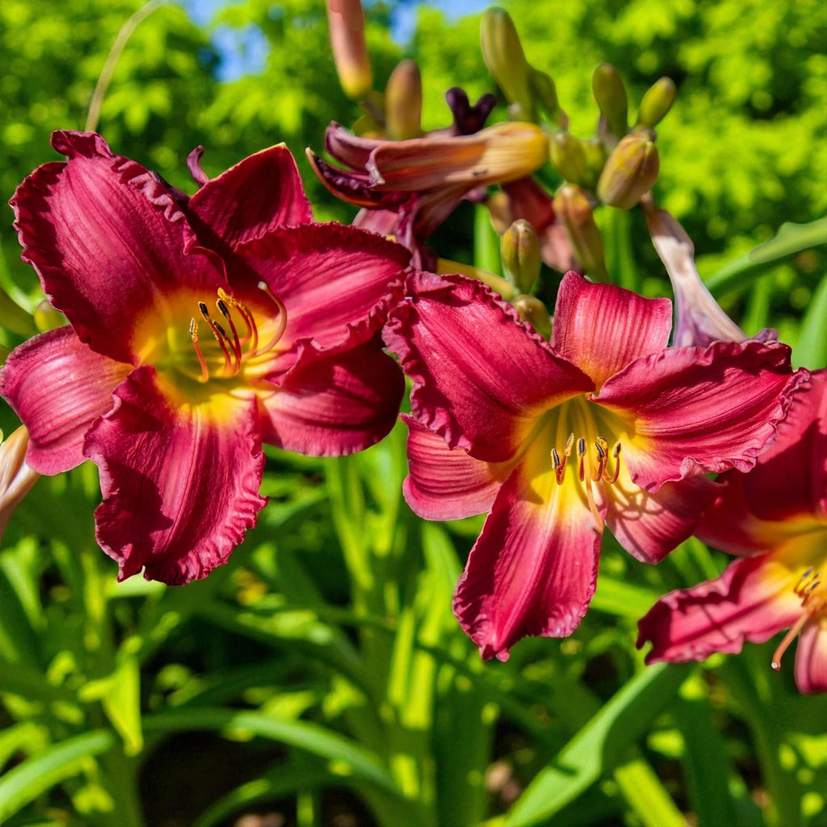 Hemerocallis Pardon Me Bare Root  1