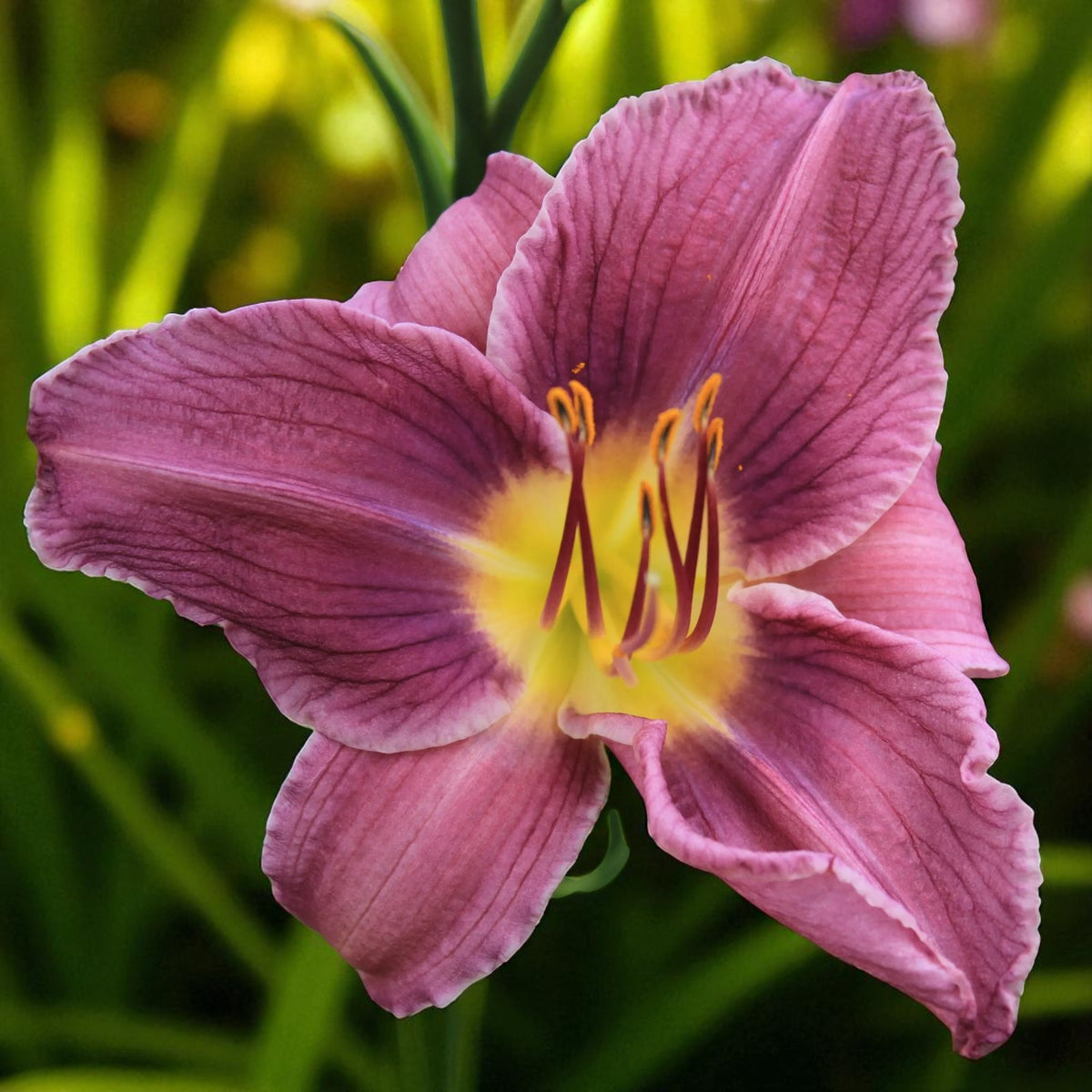 Hemerocallis Prairie Blue Eyes Bare Root  3