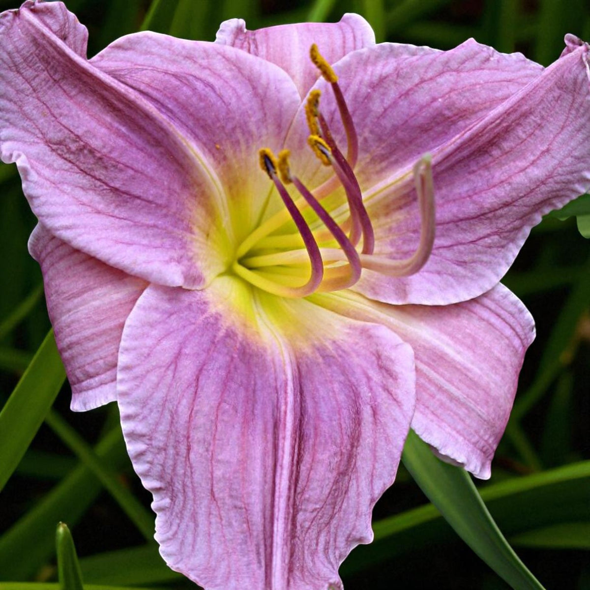 Hemerocallis Prairie Blue Eyes Bare Root  4