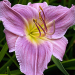 Hemerocallis Prairie Blue Eyes Bare Root  4