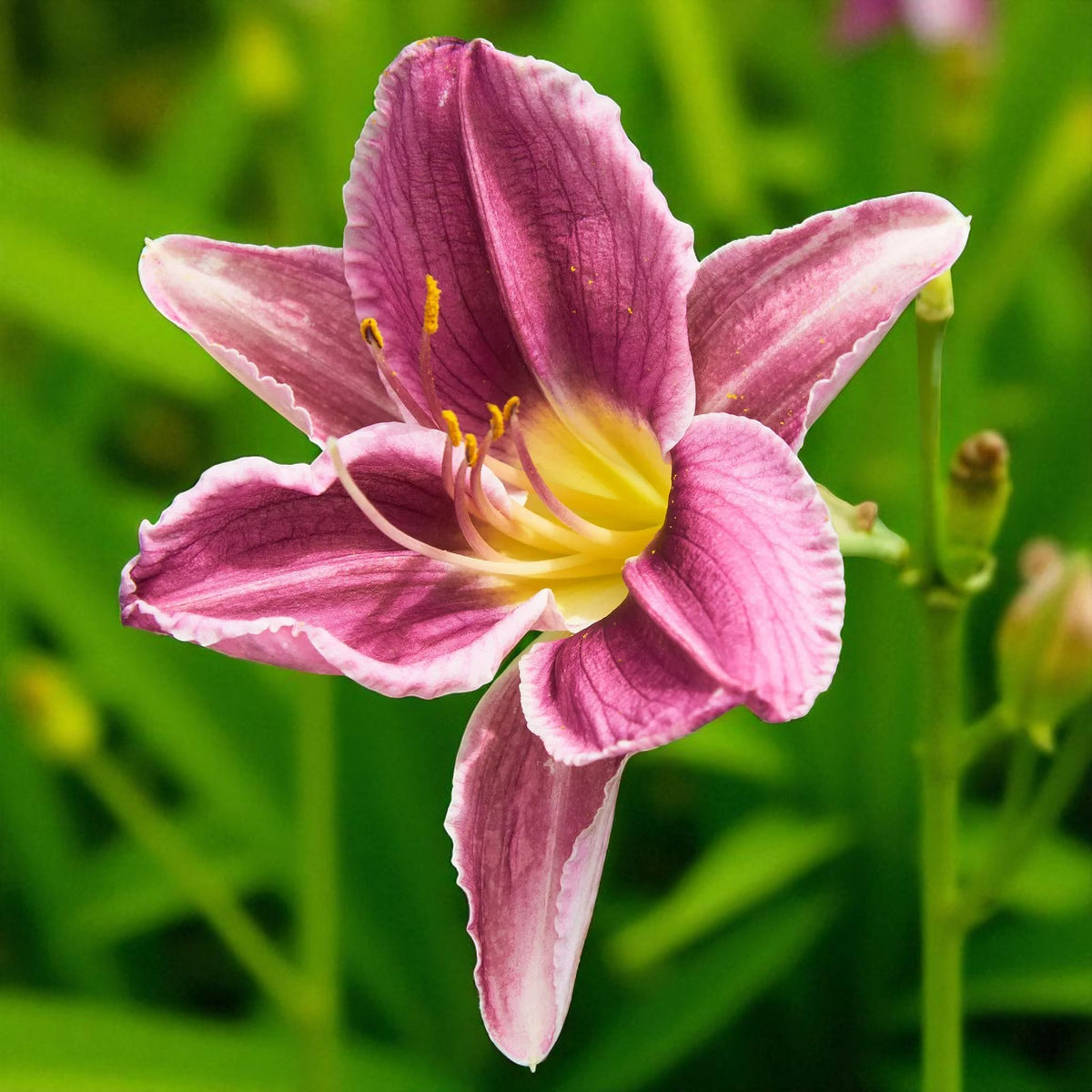 Hemerocallis Prairie Blue Eyes Bare Root  1
