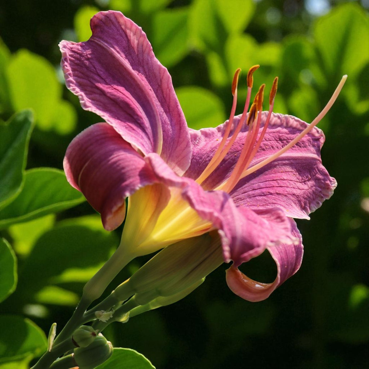 Hemerocallis Prairie Blue Eyes Bare Root  2
