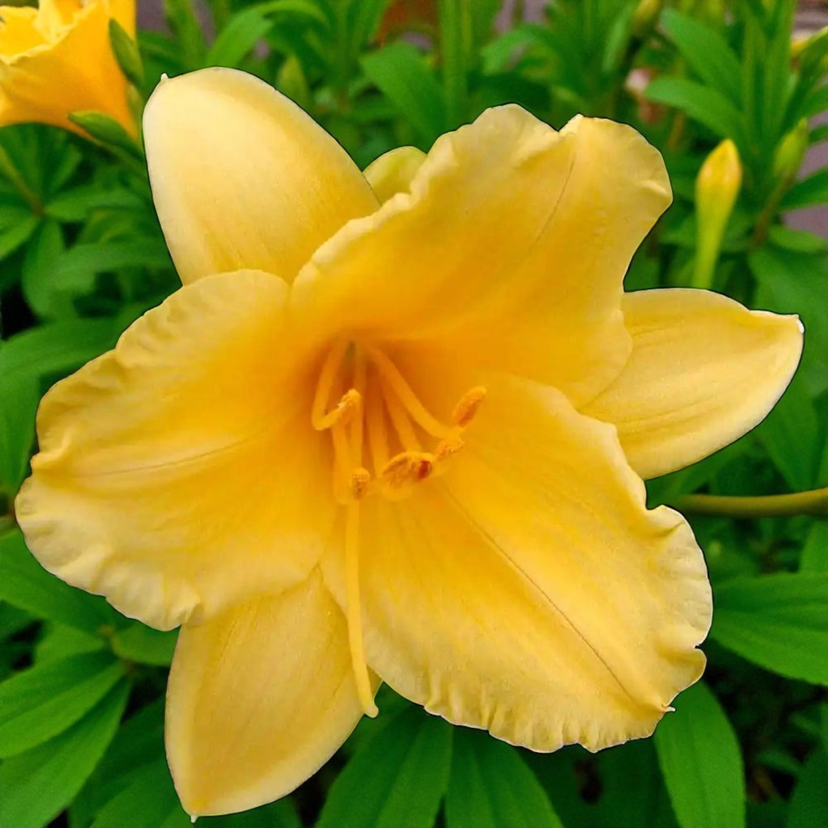 Hemerocallis Stella De Oro Bare Root  1