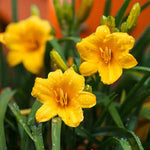 Hemerocallis Stella De Oro Bare Root  2