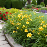 Hemerocallis Stella De Oro Bare Root  3