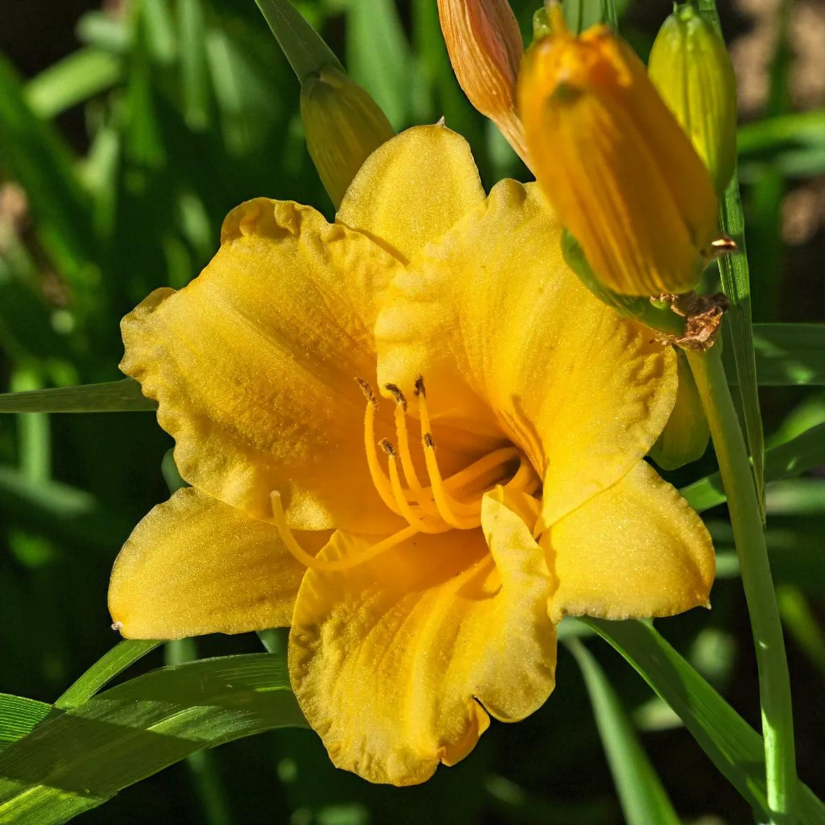 Hemerocallis Stella De Oro Bare Root  4