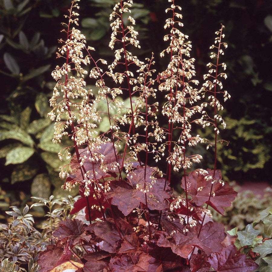 Heuchera villosa Palace Purple in 1L Pot HEUCHPALPUR1L-image1 1
