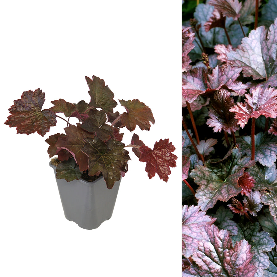 Heuchera villosa Palace Purple in 1L Pot HEUCHPALPUR1L-image2 1