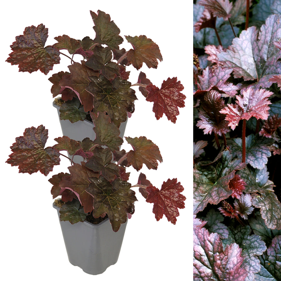 Heuchera villosa Palace Purple in 1L Pot HEUCHPALPUR1L-image2(2plants) 8