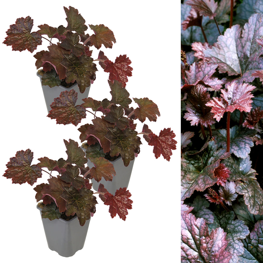 Heuchera villosa Palace Purple in 1L Pot HEUCHPALPUR1L-image2(3plants) 9