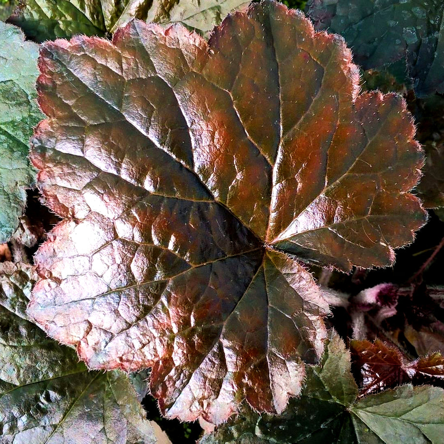 Heuchera villosa Palace Purple in 1L Pot HEUCHPALPUR1L-image3 3