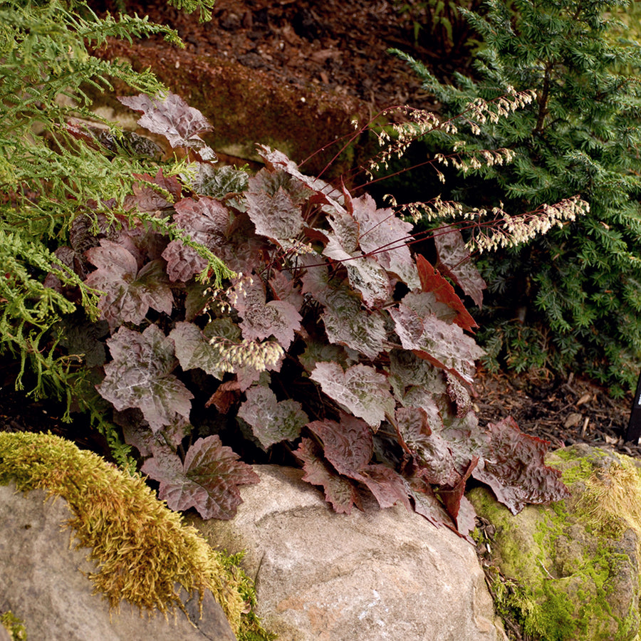Heuchera villosa Palace Purple in 1L Pot HEUCHPALPUR1L-image4 4