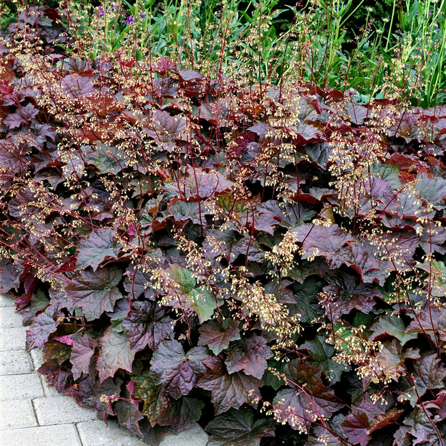 Heuchera villosa Palace Purple in 1L Pot HEUCHPALPUR1L-image5 5