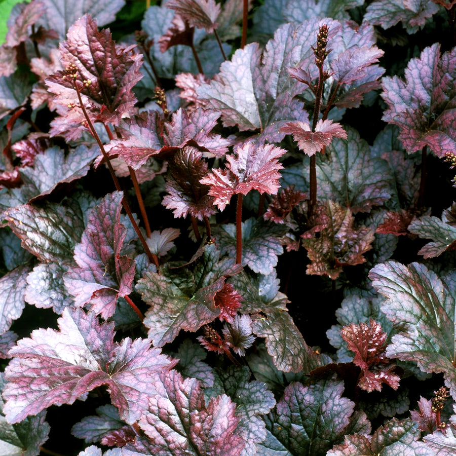 Heuchera villosa Palace Purple in 1L Pot HEUCHPALPUR1L-image6 6
