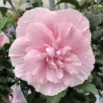 Hibiscus syriacus 'Rose of Sharon'  6
