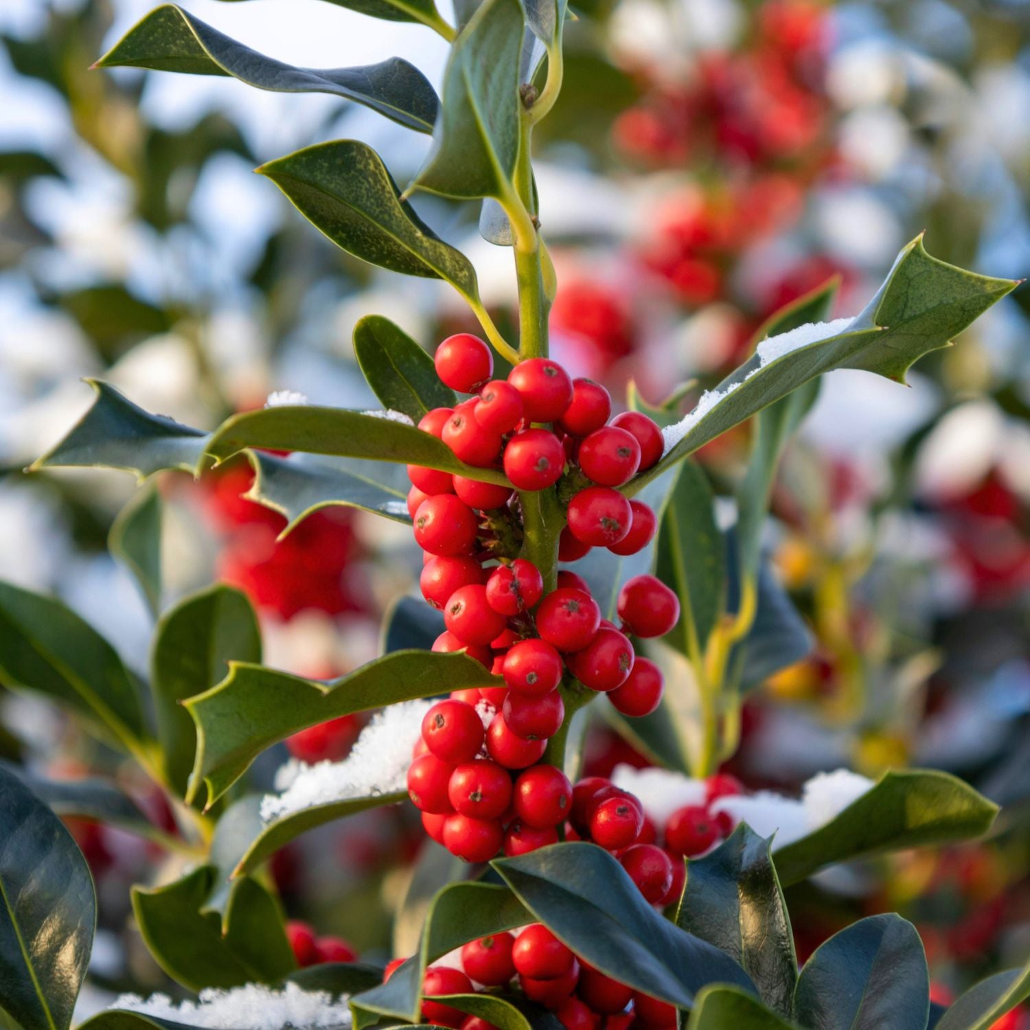 holly plants