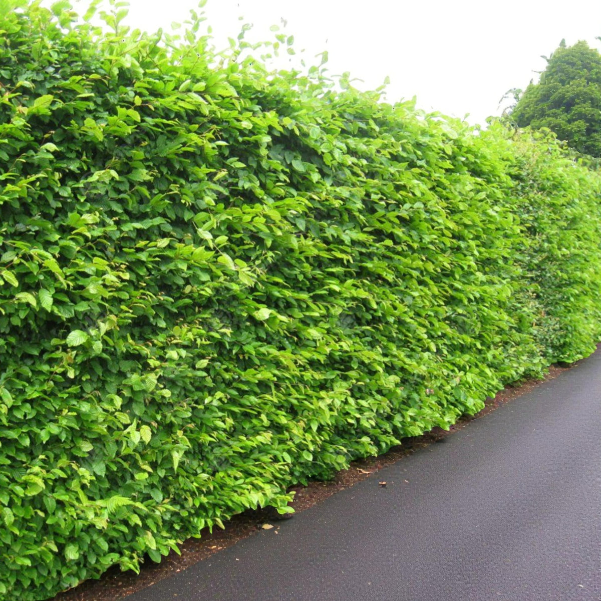 Hornbeam Hedging Tall, dense Hornbeam hedge growing alongside a tarmac driveway, featuring vibrant green leaves forming a thick, natural screen. 1