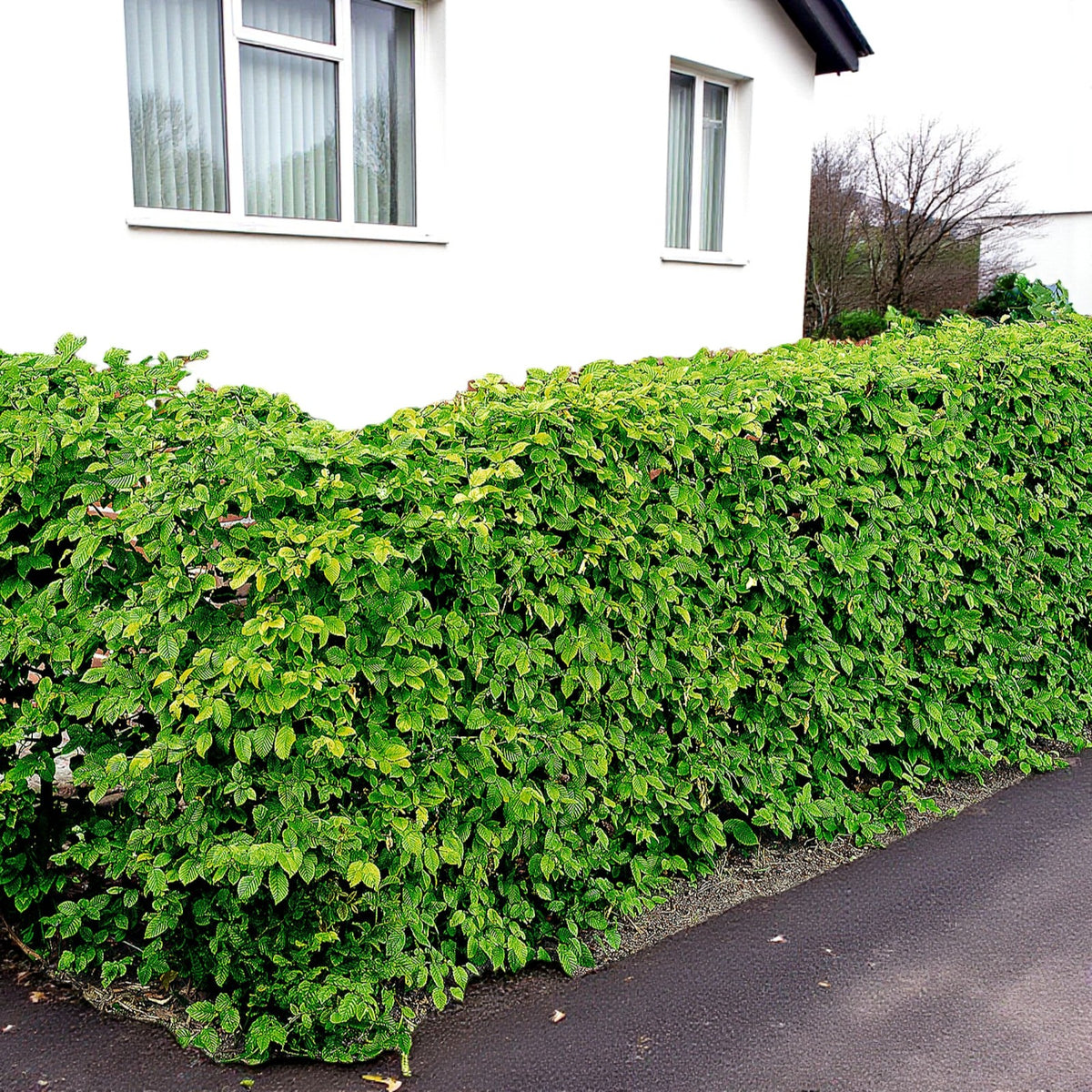 Hornbeam Hedging  3