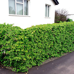 Hornbeam Hedging  3