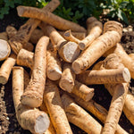 Horseradish Bare Roots A pile of freshly harvested horseradish roots with rough tan skin and clean cut ends, lying on soil in bright sunlight. 1