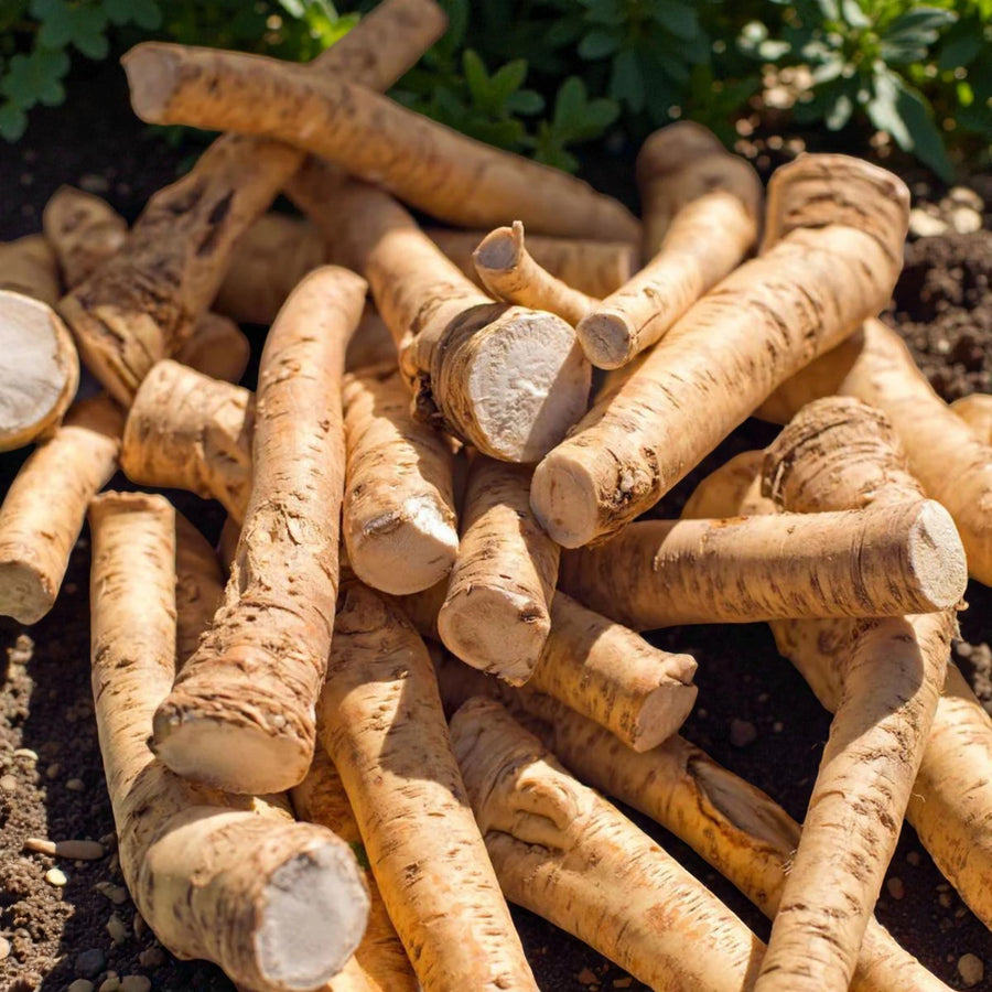 Horseradish Bare Roots A pile of freshly harvested horseradish roots with rough tan skin and clean cut ends, lying on soil in bright sunlight. 1