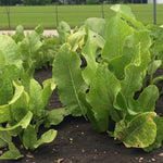 Horseradish Bare Roots Young horseradish plants growing in a field, showing large crinkled green leaves emerging from dark soil. 2
